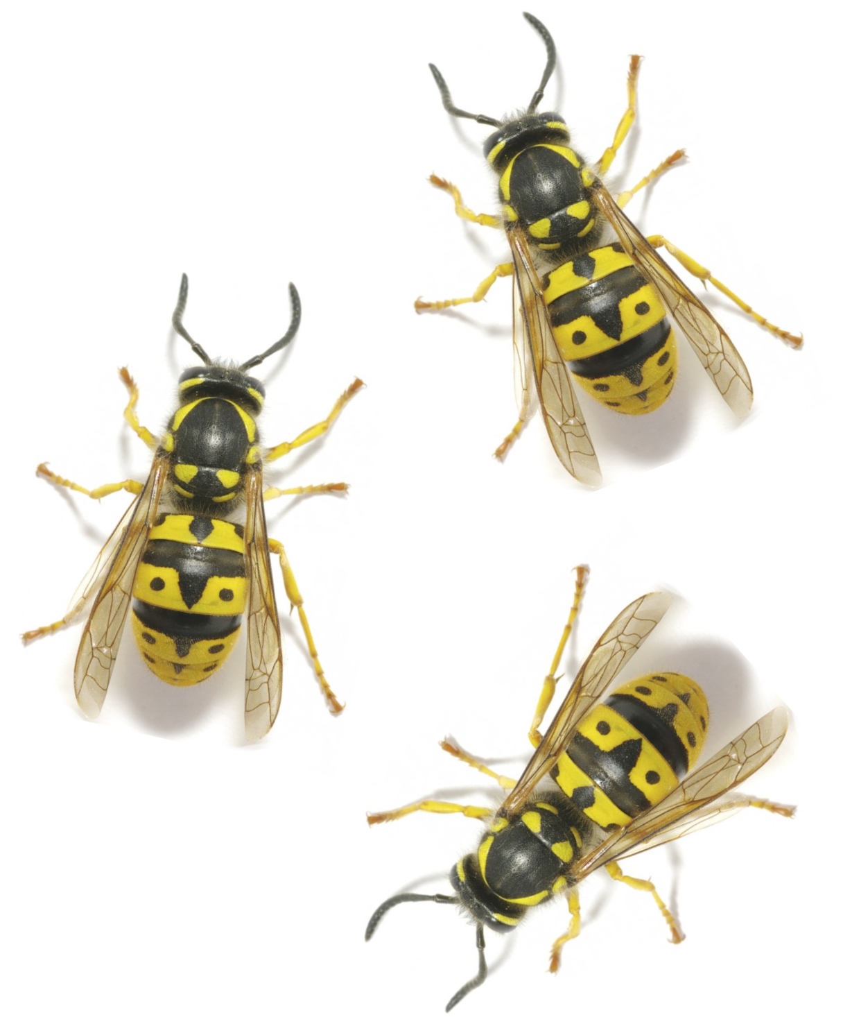 3wespen